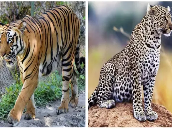 নাগপুরে ফ্লু-তে আক্রান্ত হয়ে মৃত্যু ৩টি বাঘ এবং ১টি চিতাবাঘের