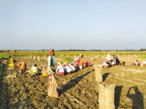 পোখরাজ আলু চাষ করে লাভের মুখ দেখছেন ধূপগুড়ির কৃষকরা