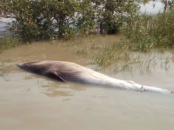 হৃদরোগে মৃত্যু তিমির, জানাল ময়নাতদন্ত,&nbsp;সাগরের সুমতিনগর