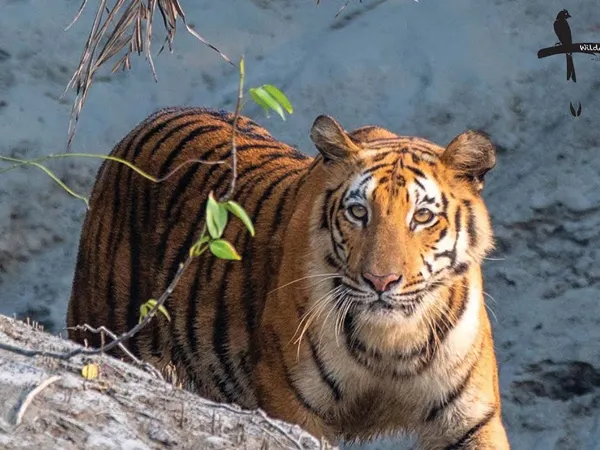 &lsquo;দক্ষিণরায়&rsquo;ফের বাংলার সীমানায়, ক্ষুব্ধ মুখ্যমন্ত্রী