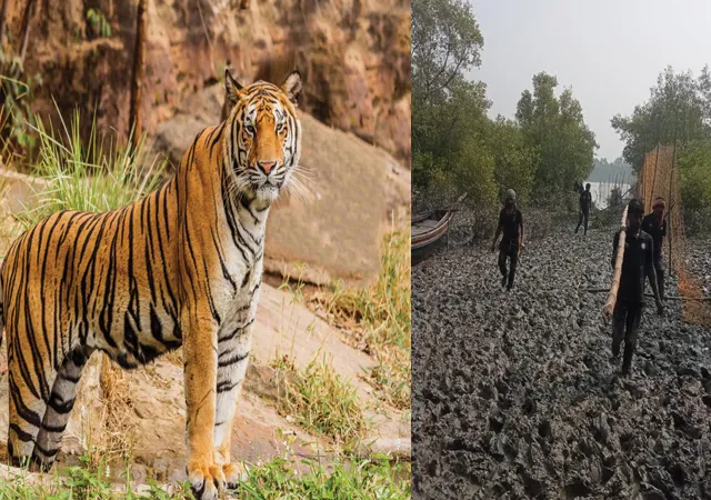 মৈপীঠে অবস্থান বদল করল রয়্যাল বেঙ্গল! তৎপর বন দপ্তর