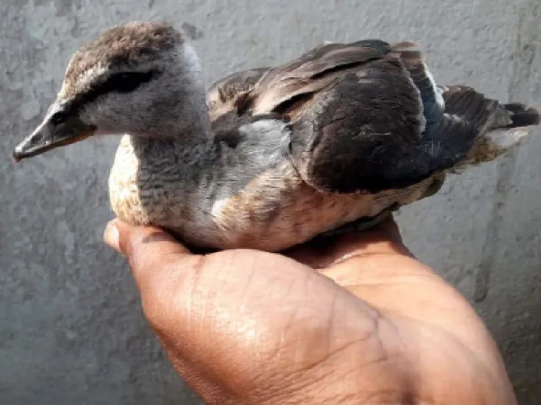 উলুবেড়িয়ায়&nbsp;উদ্ধার&nbsp;বালিহাঁস