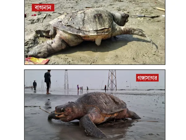ভেসে এল বিশাল আকারের অলিভ রিডলে কচ্ছপের দেহ