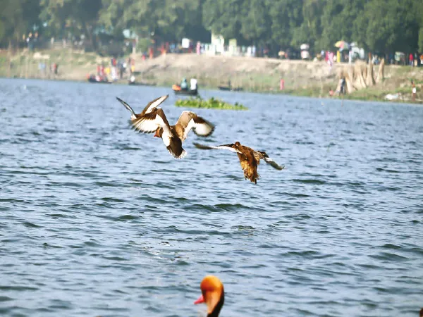 বাড়ল পাখির সংখ্যা, ভিড় পর্যটকদের