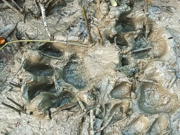 জঙ্গল পাল্টে ঘুরছে বাঘ, কাবু করতে &lsquo;বোমাবাজি&rsquo;