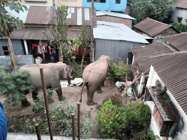 ফালাকাটা শহরে জোড়া হাতির তাণ্ডব, কুনকি এনে জঙ্গলে ফেরালেন বনকর্মীরা