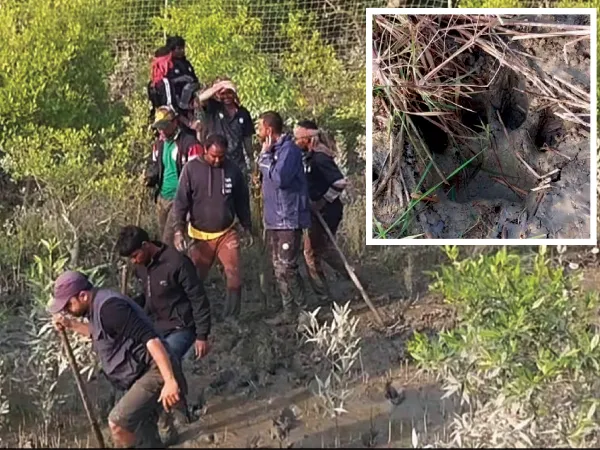 ফের বাঘের গর্জন, এবার বৈকুণ্ঠপুরের তিন কিলোমিটার দূরে নগেনাবাদে রয়্যাল বেঙ্গল