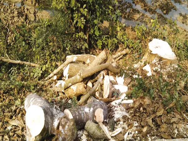 ১৫ দিন ধরে রাস্তার দু&rsquo;ধারে বহু মূল্যবান গাছ কেটে সাফ, জানতেই পারেনি ভরতপুরের পুলিস ও প্রশাসন