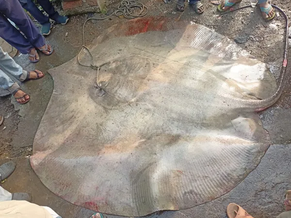 মৎস্যজীবীর জালে ২০০ কেজির দৈত্যাকার শঙ্কর মাছ! বিক্রি হল ৪৭ হাজার টাকায়