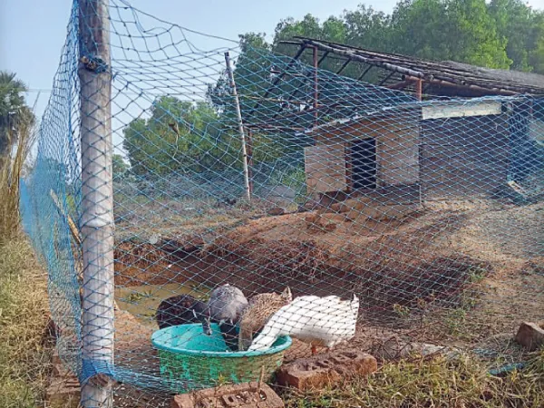 বিশুদ্ধ বাতাসে বড় হচ্ছে &lsquo;পুনশ্চ&rsquo;&nbsp;
