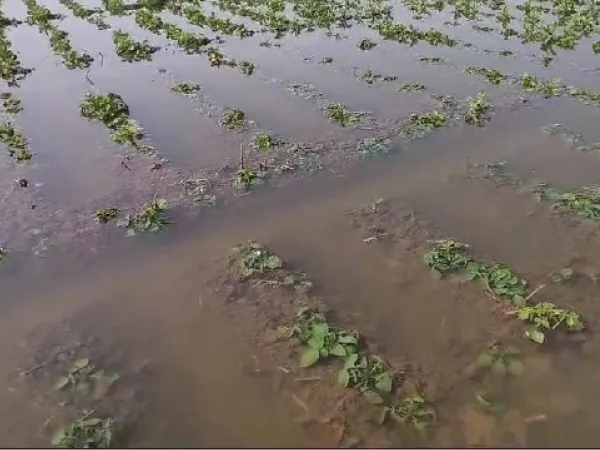 জল ছাড়ল ডিভিসি, হুগলির মহানাদে ভাসল আলুচাষের একশো বিঘে জমি