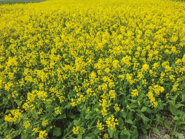 কুয়াশার অভাবে সর্ষের ফলন কমার আশঙ্কা তপনে