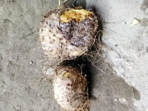গাছ আলুর তরকারি খেয়েই বিপত্তি! হাসপাতালে ভর্তি ১১, মৃত্যু বৃদ্ধার