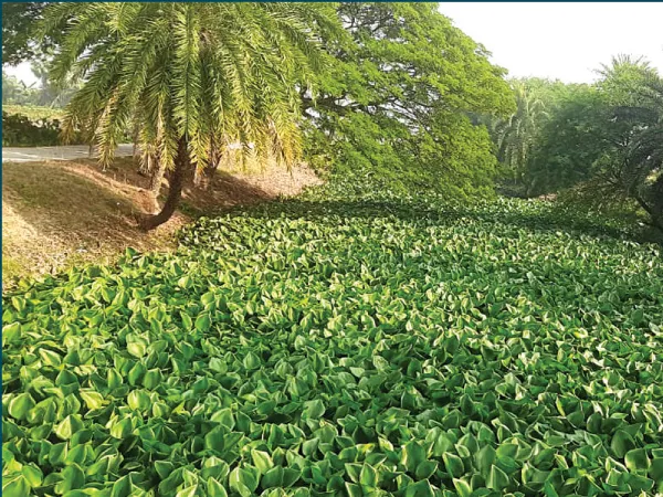 বিদ্যাধরী ২ নম্বর খাল সংস্কারের উদ্যোগ