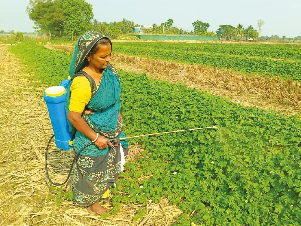খামখেয়ালি আবহাওয়া, ভাইরাসের হানায় লোকসানের মুখে উচ্ছেচাষিরা