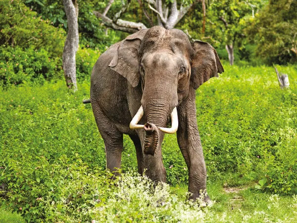 বাড়ছে মালজুরিয়া, একোয়া হাতি, দাবি পরিবেশপ্রেমীদের