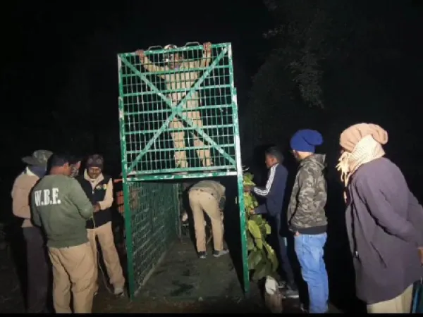বান্দোয়ানের জঙ্গলেই&nbsp; &nbsp;লুকিয়ে রয়্যাল বেঙ্গল!