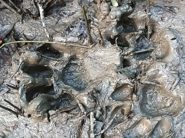 ঘন কুয়াশায় দিকভ্রষ্ট, কখনও মরা পশুর লোভেই লোকালয় ঘেঁষা বনে দক্ষিণরায়