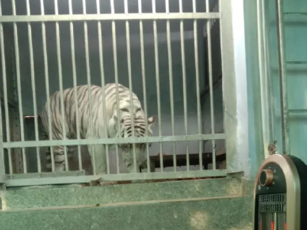 শীতে বন্য প্রাণীদের গা গরম রাখতে ভরসা হিটার, ব্লোয়ার