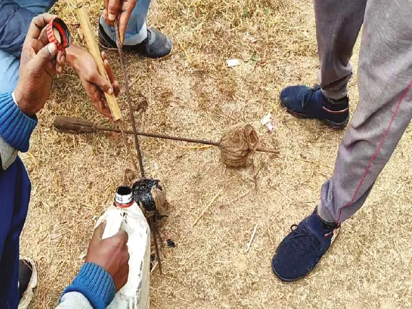 লোকালয়ে জোড়া বুনো হাতি, ত্রস্ত &nbsp;শিল্পাঞ্চল