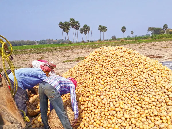ধানের মতোই সহায়ক মূল্যে আলুও কেনার দাবি চাষিদের