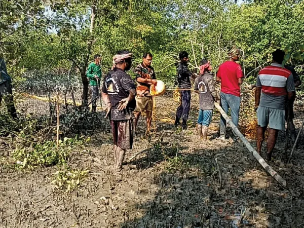 ফের মৈপীঠের নগেনাবাদে বাঘ, আতঙ্ক