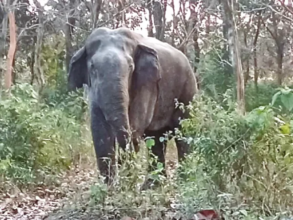 গ্রামে হাজির দাঁতালের হামলায় জখম মাকনা