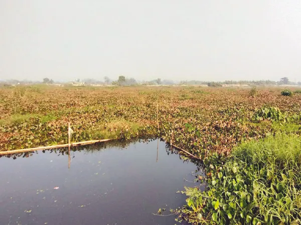 সংস্কার হয়নি, নষ্ট হচ্ছে রানাঘাটের আমদার বিল