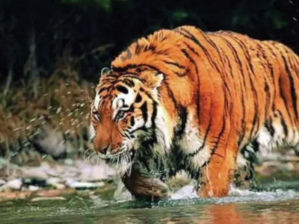 ফের সুন্দরবনে মর্মান্তিক ঘটনা, কাঁকড়া ধরতে গিয়ে মৃত্যু মৎস্যজীবীর