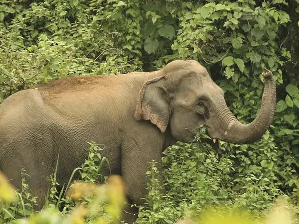 লোকালয়ের পাশেই ঘুরছে দুটি হাতি, বীরভূমের জয়দেবে তীব্র চাঞ্চল্য