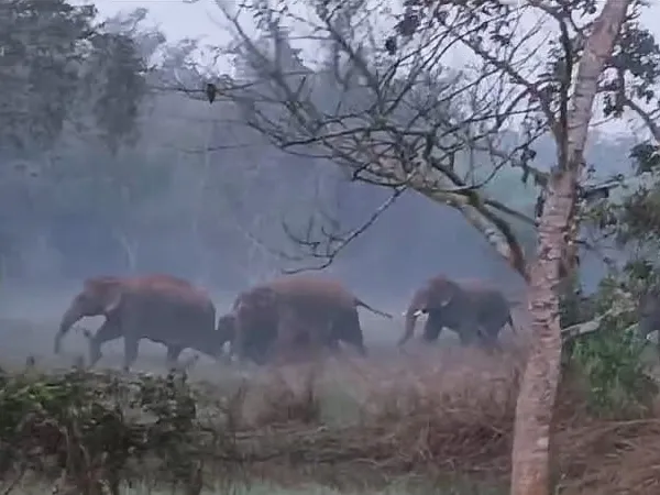 গভীর রাতে গ্রামে ঢুকল ১৭টি হাতি, গজ বাহিনীর সামনে পড়ে মৃত্যু বৃদ্ধর