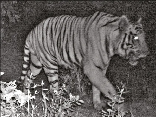 বাঘ ধরতে অভিযান ভাঁড়াড়িয়ার জঙ্গলে