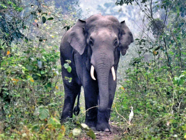 বক্সার রাঙামাটি জঙ্গলে দেখা মিলল জখম হাতির, বনদপ্তরের ধরার আগেই দিল চম্পট
