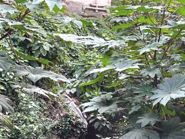 পাড় ভেঙে যাচ্ছে শ্রীরামপুরের ডেনিস খালের, উদ্বেগ এলাকায়
