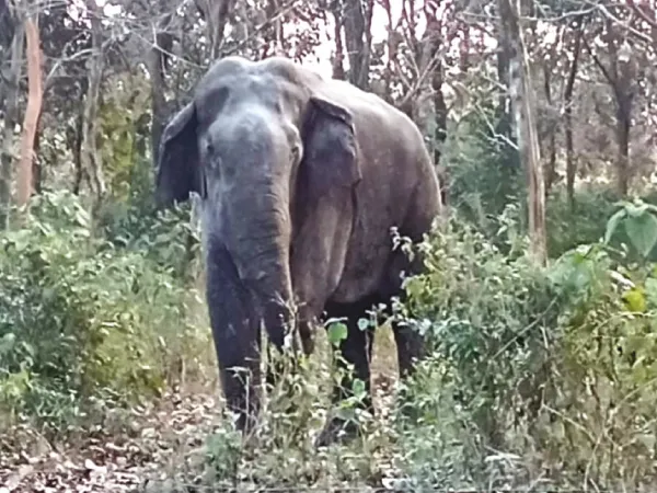 জখম মাকনার হদিশ পেলেও বাগে আনতে কালঘাম ছুটছে বনকর্মীদের
