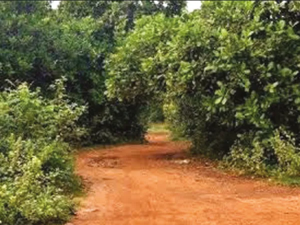 মোরাম রাস্তা হবে পাকা, বসবে লাইট, গনগনিকে সাজাবে জেলা পরিষদের