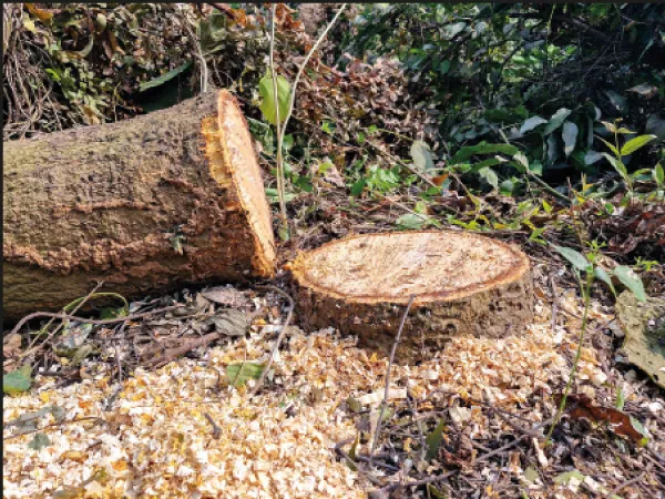 বোলপুর মহকুমাজুড়ে নির্বিচারে গাছ নিধন, চাঞ্চল্য