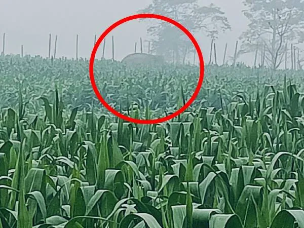 সাতসকালে লোকালয়ে হাতির হানা, আতঙ্কে কাঠ গ্রামবাসীরা