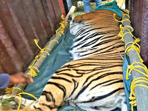 জিনাত-সঙ্গ লাভে ব্যর্থ, বাঘ ফের ঝড়খণ্ডে, স্বস্তিতে বনদপ্তর