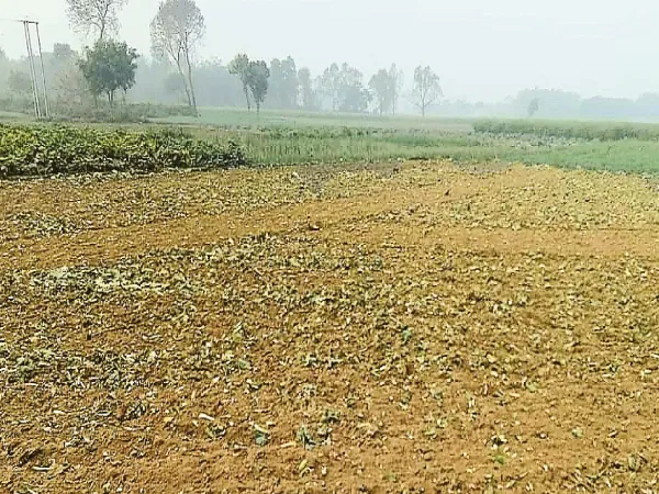 বাঁধাকপির দাম নেই, খরচ না ওঠায় জমিতেই ফসল নষ্ট করছেন চাষিরা