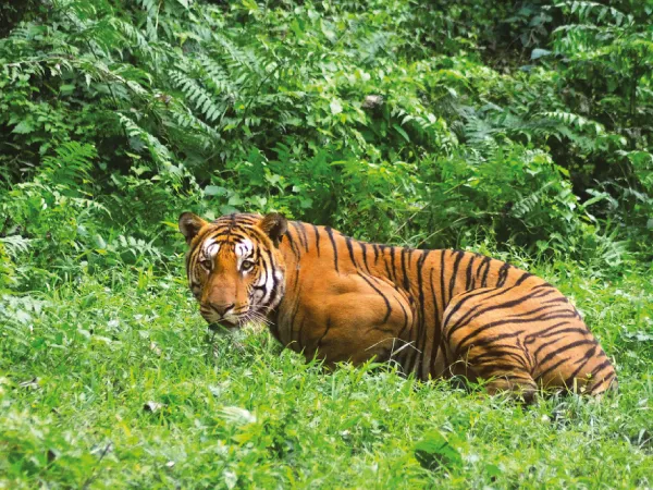 বেলপাহাড়ীতে বাঘের ভয়ে জঙ্গলে যাওয়া বন্ধ, রুজি রোজগারে টান গ্রামবাসীদের