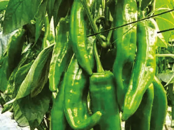 তেল-ঝাল-মশলায় বাঙালি
