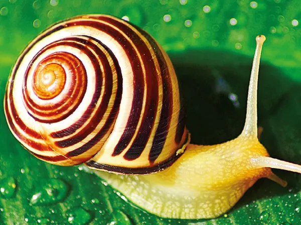 প্রাণীজগতের কুম্ভকর্ণ