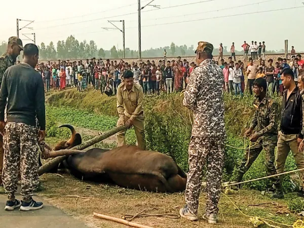 লোকালয়ে বাইসন, ঘুমপাড়ানি গুলি করে কাবু করল বনদপ্তর