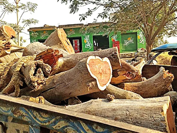 রামপুরহাটের জঙ্গলে &lsquo;পুষ্পারাজ&rsquo;, লাল চন্দনবোঝাই গাড়ি সহ পুলিসের জালে ৪