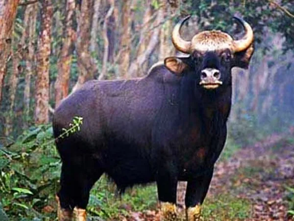 গাড়ির ধাক্কায় বাইসনের মৃত্যু, গুরুতর জখম চালক