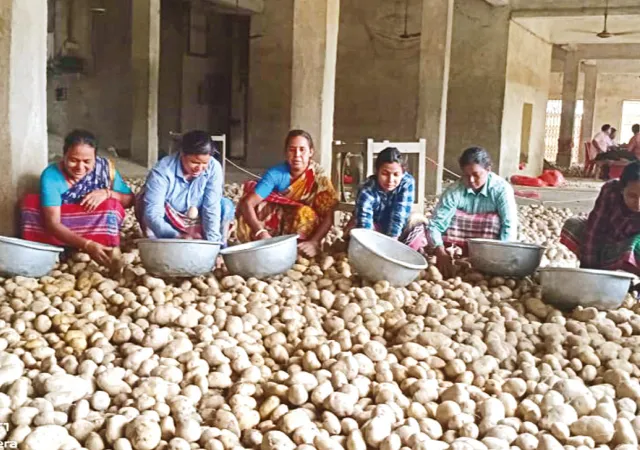 মালদহে উৎপাদিত পোখরাজ আলুর জিআই ট্যাগের আবেদন&nbsp;