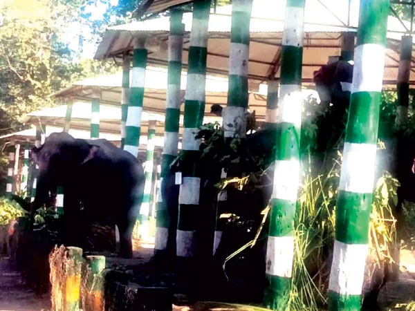 পর্যটকদের সঙ্গে হাতির সখ্যতা বৃদ্ধিতে উদ্যোগ, এলিফ্যান্ট ট্যুরিজম হাবের কাজ শুরু