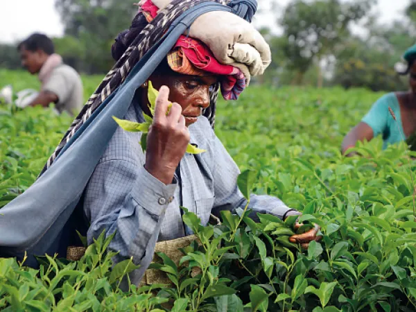 উত্তরবঙ্গের চা শিল্পে নজরদারিতে টাস্কফোর্স
