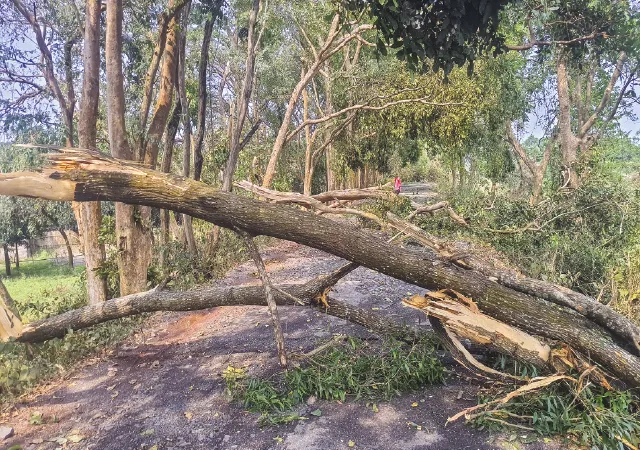 প্রবল ঝড়বৃষ্টিতে লন্ডভন্ড জেলা,&nbsp;গাছ ভেঙে বিচ্ছিন্ন যোগাযোগ ব্যবস্থা